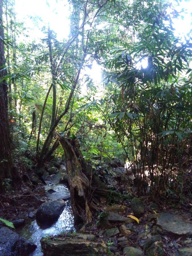 דניאיאה Sinharaja Forest Sanctuary מראה חיצוני תמונה