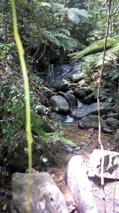 דניאיאה Sinharaja Forest Sanctuary מראה חיצוני תמונה