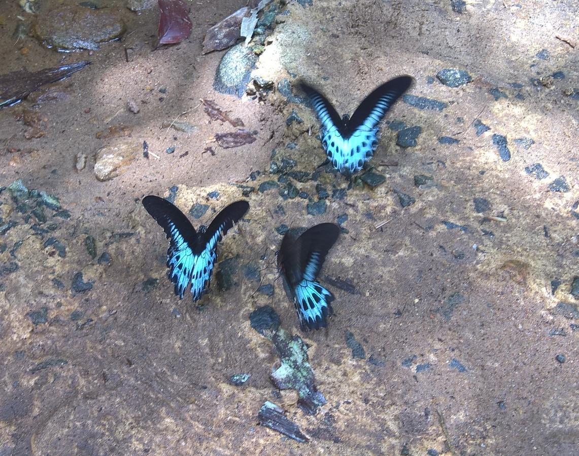 דניאיאה Sinharaja Forest Sanctuary מראה חיצוני תמונה