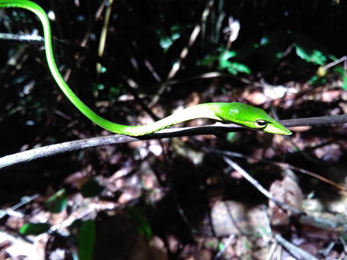 דניאיאה Sinharaja Forest Sanctuary מראה חיצוני תמונה