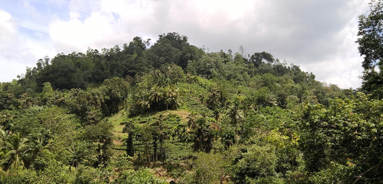 דניאיאה Sinharaja Forest Sanctuary מראה חיצוני תמונה